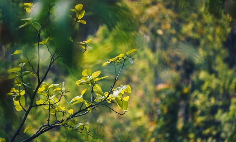 energy stocks expected growth