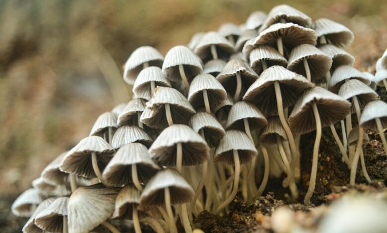 small cap stocks profit strategy